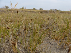 Amphiscirpus nevadensis