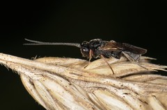 Cheloninae