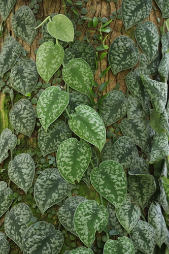 Scindapsus pictus