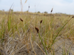 Amphiscirpus nevadensis