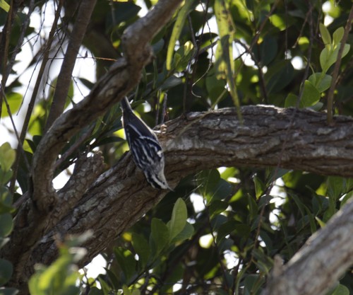 Mniotilta varia image