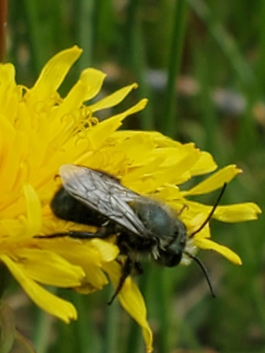 iNaturalist observation photo of Mason Bees