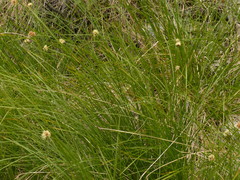 Calliscirpus criniger