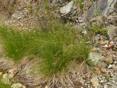 Calliscirpus criniger