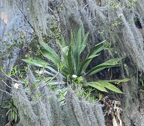 Agave intermixta