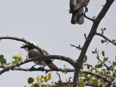 Eurocephalus ruppelli