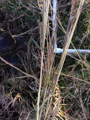 Dichanthium aristatum