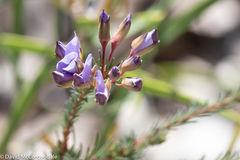 Gompholobium confertum