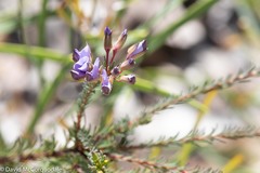 Gompholobium confertum