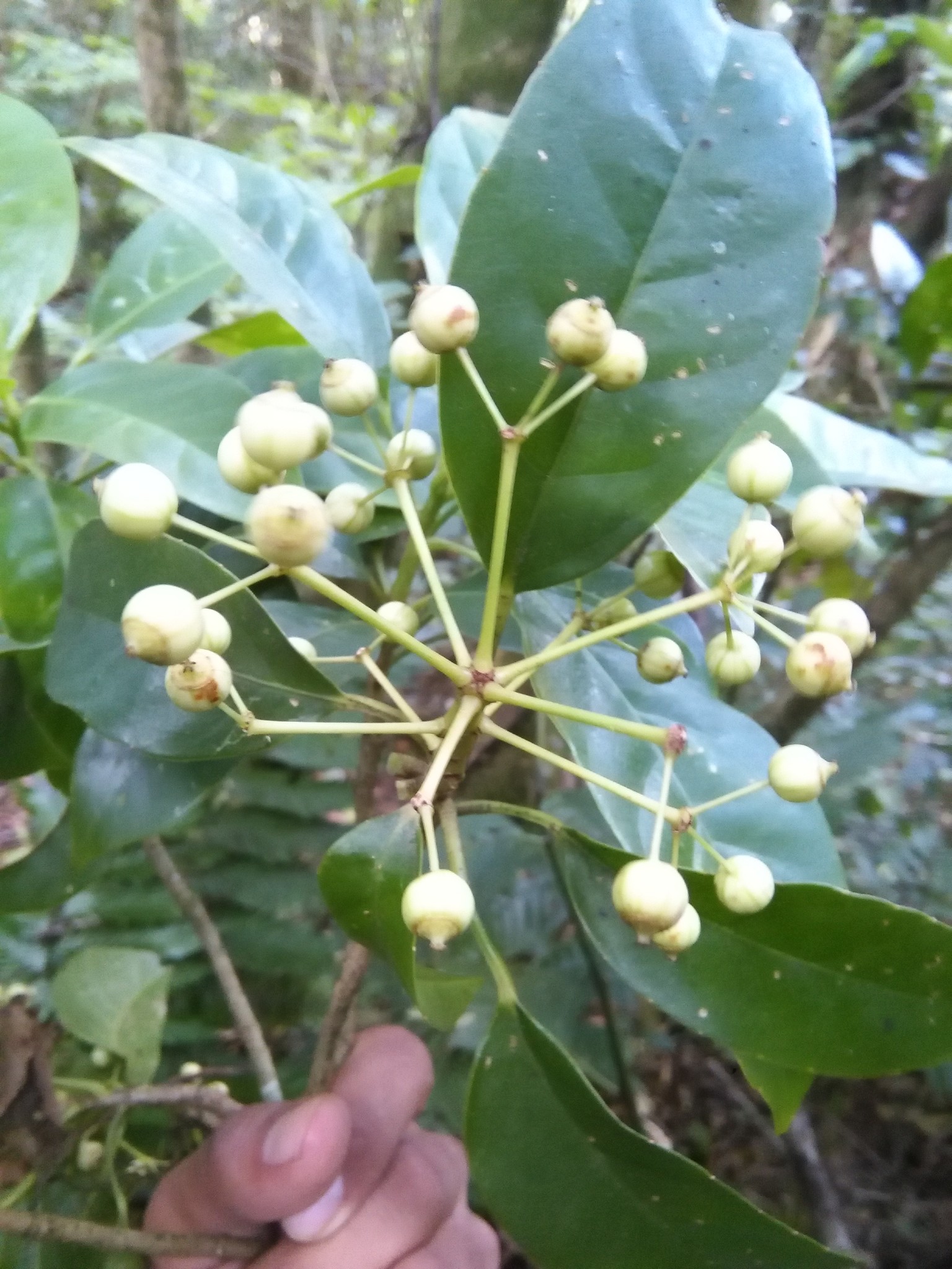 Dendropanax