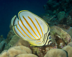 Ornate Butterflyfish photo 4