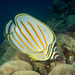 Ornate Butterflyfish - Photo (c) David R, some rights reserved (CC BY-NC)