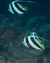 Heniochus diphreutes