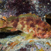 Peixe-Escorpião-Pintado - Photo (c) David R, alguns direitos reservados (CC BY-NC)