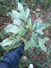 Dendropanax arboreus