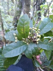 Dendropanax arboreus