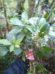 Dendropanax arboreus