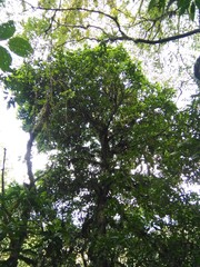 Dendropanax arboreus