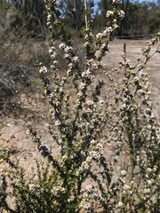Taxandria parviceps