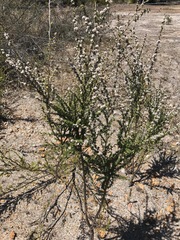 Taxandria parviceps