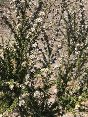 Taxandria parviceps