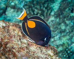 Acanthurus achilles