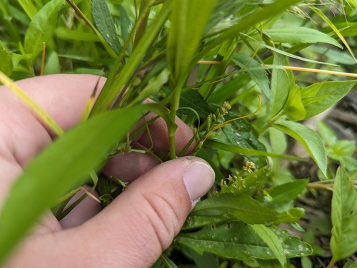 stalkless yellowcress (Rorippa sessiliflora)