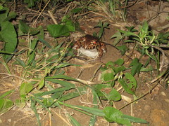 Leptodactylus vastus