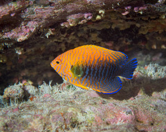 Centropyge potteri