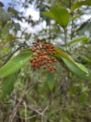 Camparaguey vismia (Vismia camparaguey)