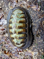 Chiton granosus