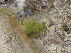 Calliscirpus criniger