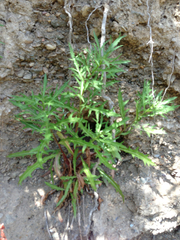 Malacothrix saxatilis