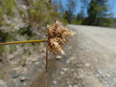 Calliscirpus criniger