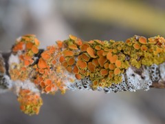 Parmelina coleae image