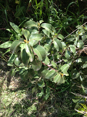 Prunus ilicifolia lyonii