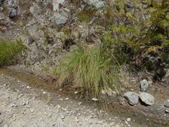 Calliscirpus criniger