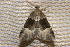 Pseudocoremia pergrata