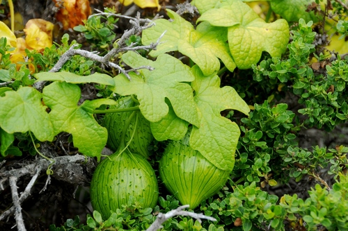Oregon Bigroot fruiting