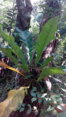 Anthurium schlechtendalii