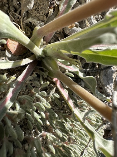 Image of Oenothera howardii by (c) Matt Berger, some rights reserved (CC BY)