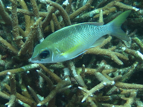 Barned-face spine-cheek (Scolopsis margaritifera) — Nemipteridae — 2