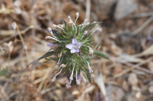 Piute Mountains navarretia (Navarretia setiloba)