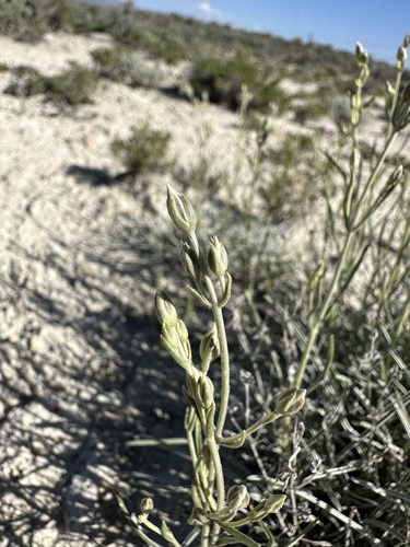 Image of Frasera gypsicola by (c) Matt Berger, some rights reserved (CC BY)