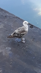 Larus dominicanus