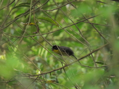 Atlapetes albinucha