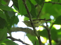 Vireo leucophrys
