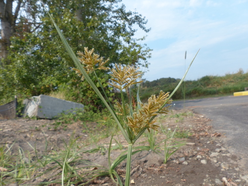 Cyperus esculentus iNat (3)