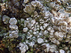 Psoraceae