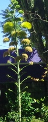 Agave desmettiana